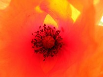 Inside of a Poppy 