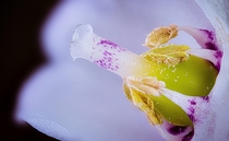 Inside of the Lily of the valleyConvallaria majalis flower 