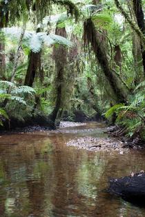Inside the Kahikatea Forest West Coast NZ 