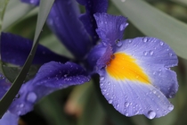 Iris  hollandica Sapphire Beauty 