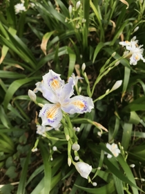 Iris japonica in bloom at Tokyo