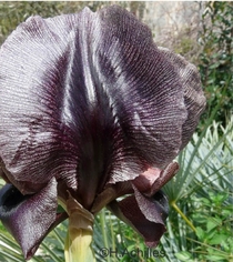 Iris nigricans glistering in the sun