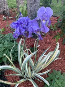 Iris pallida Argentea