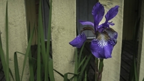 Iris Sibirica 