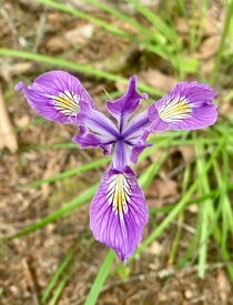 Iris tenax  from Sandy OR Clackamas County USA