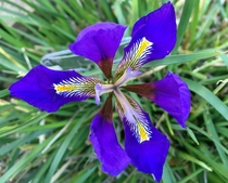 Iris unguicularis 