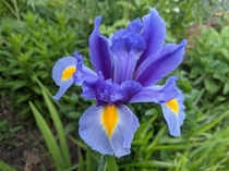 Iris x Hollandica in our back garden border 