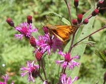 Ironweed Vernonia sp with a visitor OC x