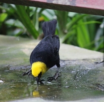 Is this the yellow hooded blackbird