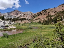 Isolated Meadow In the Eastern Sierra 