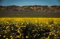 It was all Yellow Carrizo Plain National Monument  IG snoitcudorp