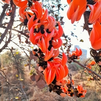 Its scientific name is Butea monosperma and its common name is PalashOften known as the flame of the forest due its vibrant orange colourIts flowering season is from February to April st weekUsually used as a dye in textile industry