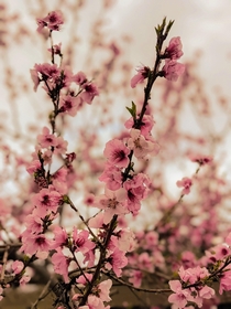 Its that time of year again The peach blossoms are in full bloom