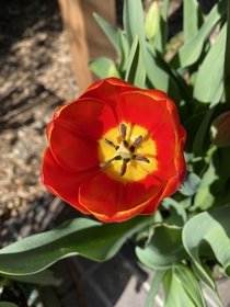 Its Tulip Time at Descanso Gardens