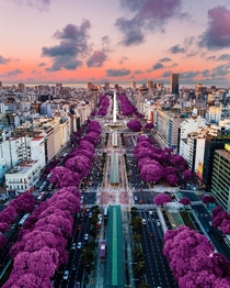 Jacarand blossom in Av  de Julio Buenos Aires