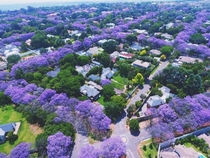 Jacaranda trees in Pretoria South Africa