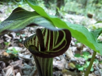 Jack-in-the-Pulpit on Blue Ridge Parkway NC 