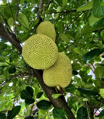 Jackfruit on the tree   