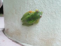 Jade Tree Frog Rhacophorus dulitensis 