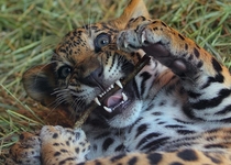 Jaguar Panthera onca 