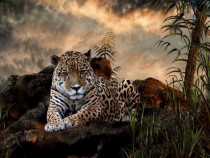 Jaguar - Panthera onca - 