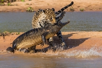 Jaguar vs alligator 