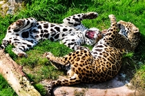 Jaguars Panthera orca 