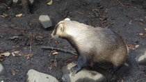 Japanese badger Meles anakuma OC Inokashira Park Zoo - x