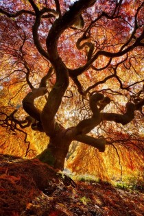 Japanese fire-tree in Washington 