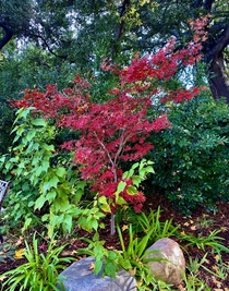 Japanese Maple Acer palmatum in full Fall colors 
