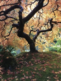 Japanese Maple at the Japanese Gardens Portland Oregon 
