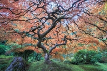 Japanese Maple Tree Portland OR  OC IG - dan_peeters