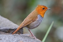 Japanese robin 