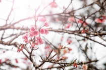 Japanese Sakura in Okinawa Japan 