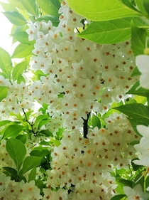 Japanese Snowbell Styrax japonicus 
