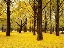 Japans golden forest 
