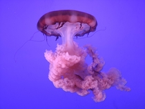 Jellyfish at the Ripleys Aquarium 