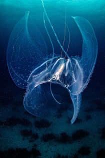 Jellyfish by Alexander Semenov 