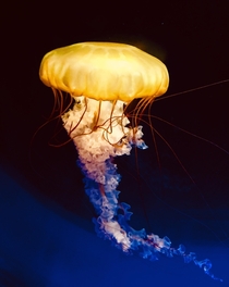 Jellyfish in captivity at mall of America