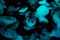 Jellyfish in Sydney Aquarium 