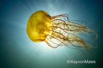 Jellyfish- Monterey CA    