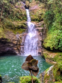 Jewel Orchid - Waterfall Sohra Meghalaya India  x