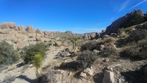 Joshua Tree California One of my most favorite of places 