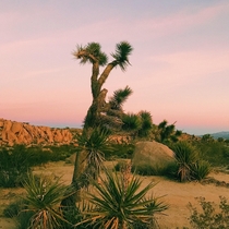 Joshua Tree during a cotton candy sunset a few years back  x