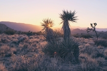Joshua Tree Mojave Desert California x 