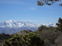 Joshua Tree National Park San Bernardino Mountains California 