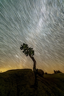 Joshua Tree Star Trails 