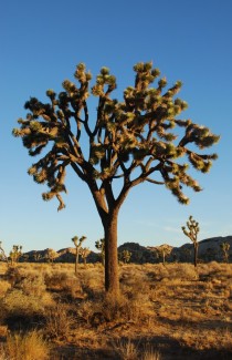 Joshua Tree Yucca brevifolia - Jarek Tuszynski  