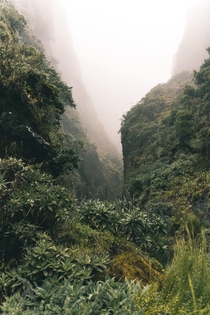 Jungle haze - Madeira 