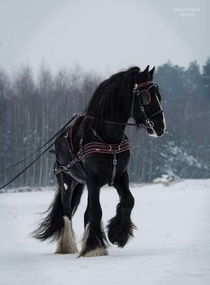Just a black horse